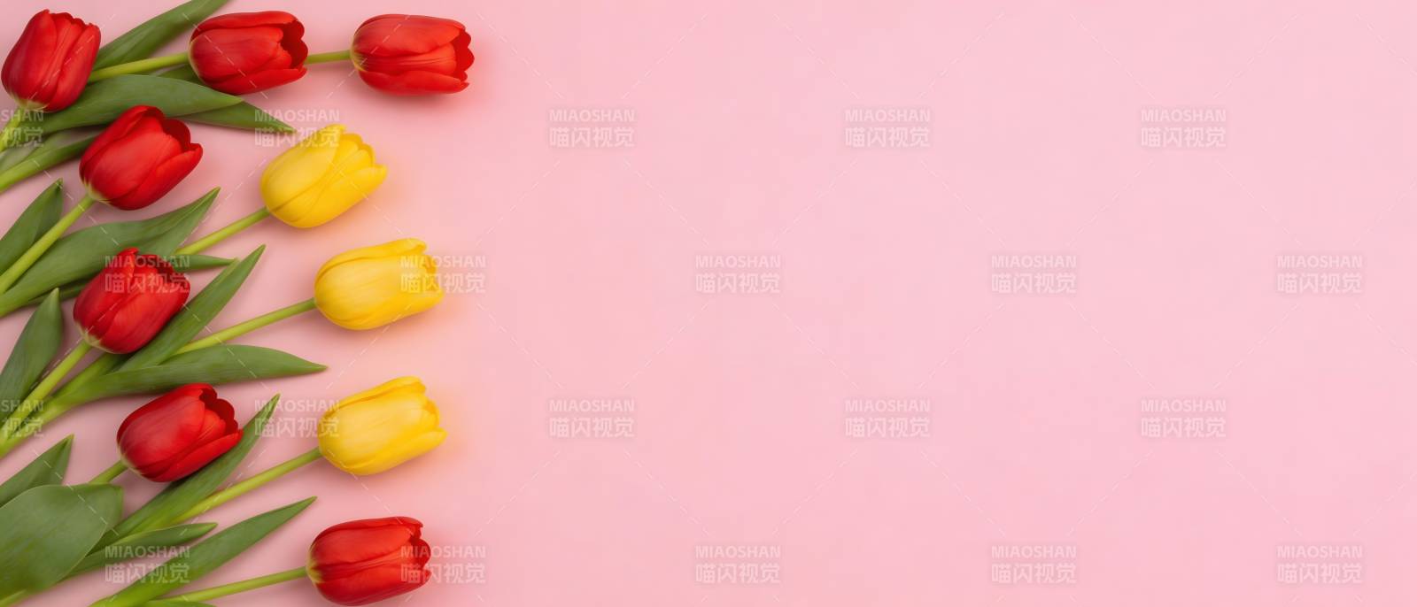 粉背景红黄郁金香花束图片