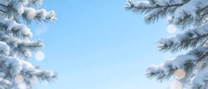 雪松迎蓝天 冬日静美如画图片