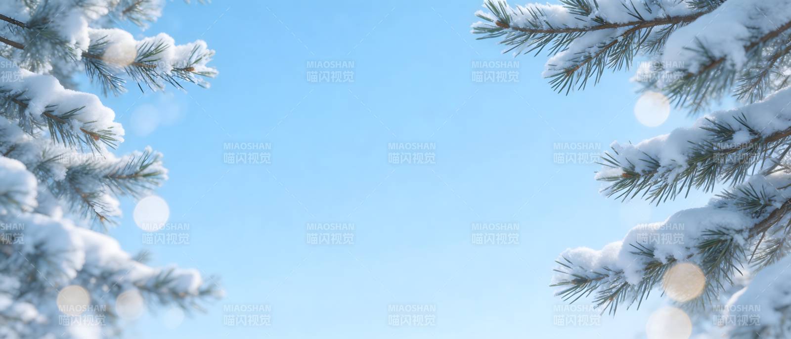 雪松迎蓝天 冬日静美如画图片