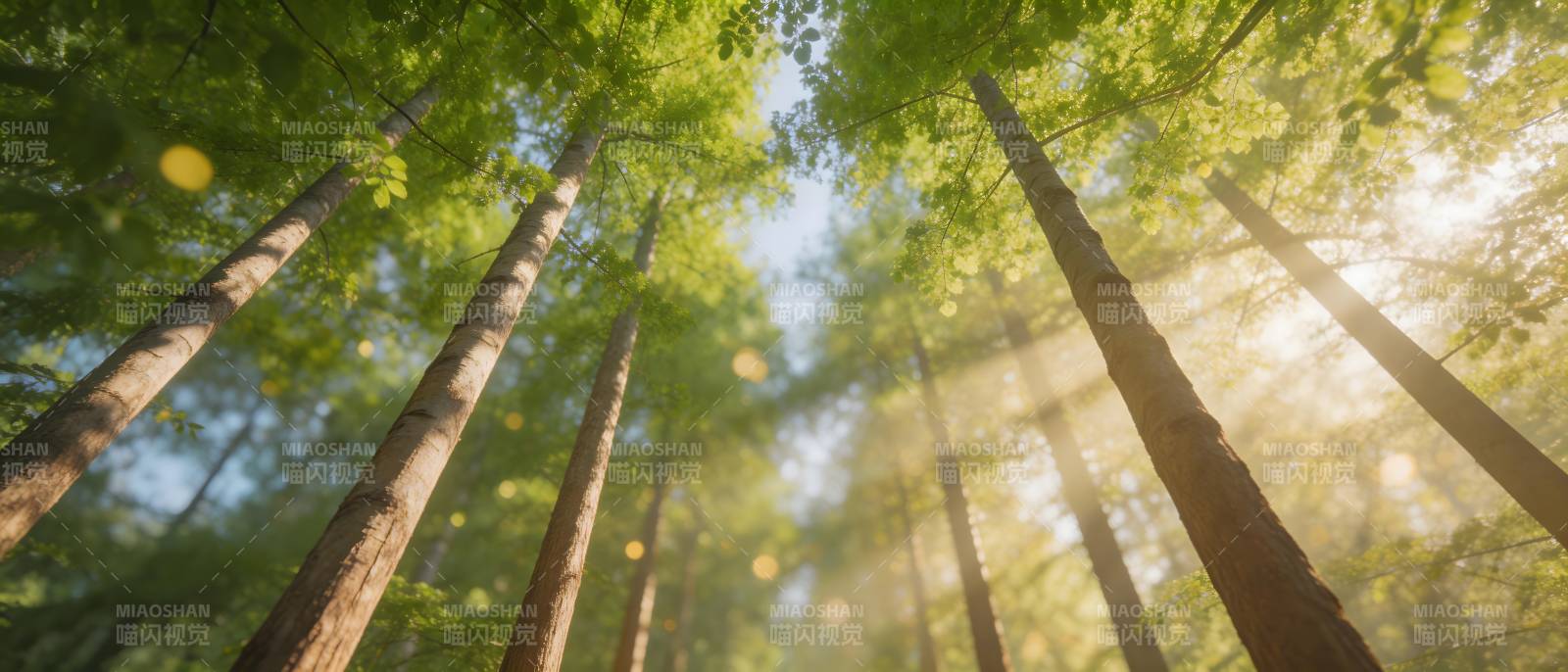 阳光穿透林间 绿意盎然图片