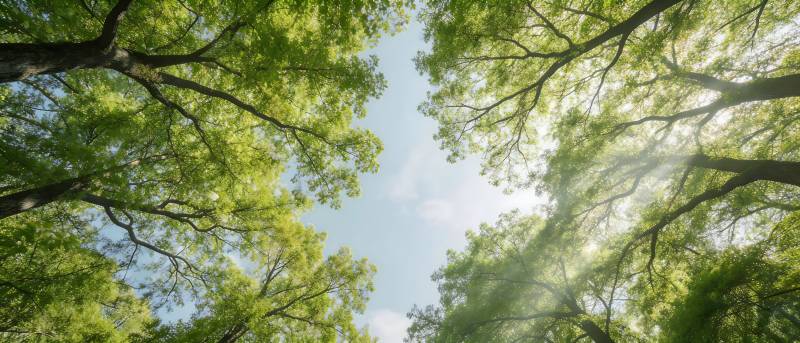 仰望绿荫 阳光穿透树梢图片