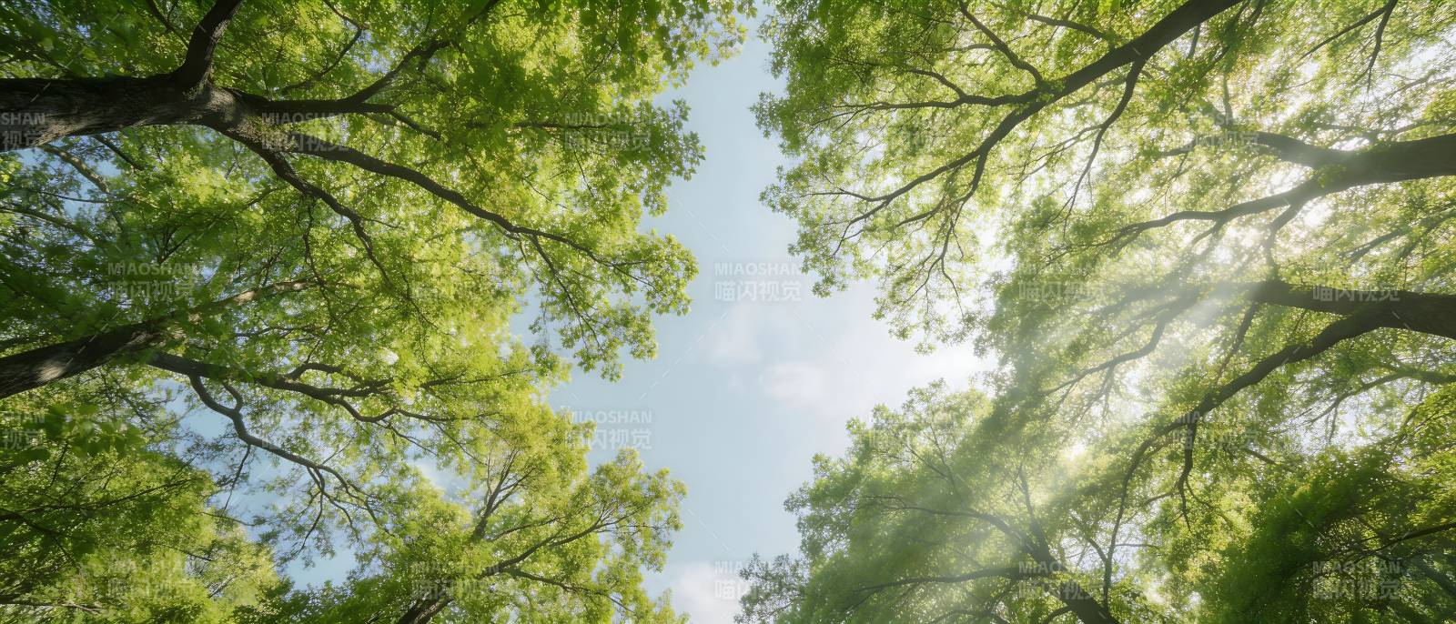 仰望绿荫 阳光穿透树梢图片