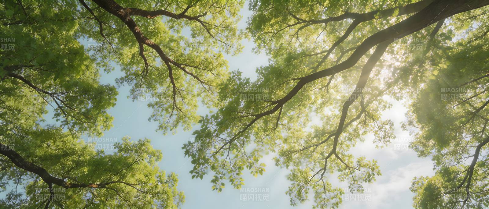 仰望绿荫 阳光穿叶隙图片