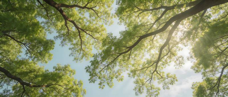仰望绿荫 阳光穿叶隙图片