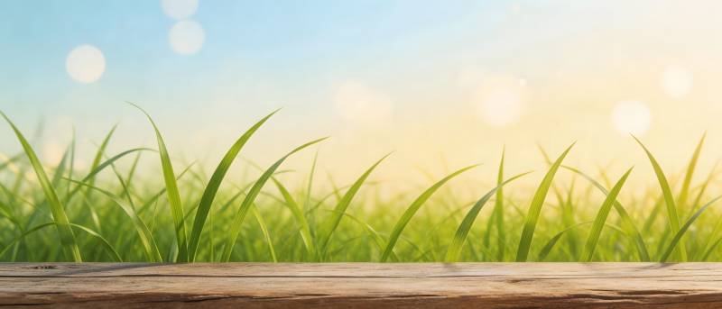 绿草如茵 木台迎晨光图片