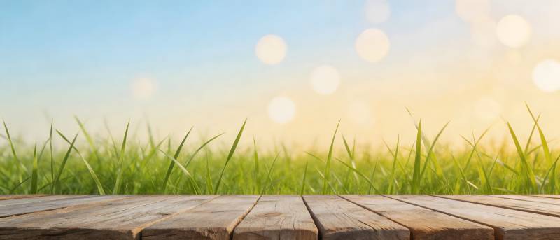 木台绿草 晨光朦胧美图片