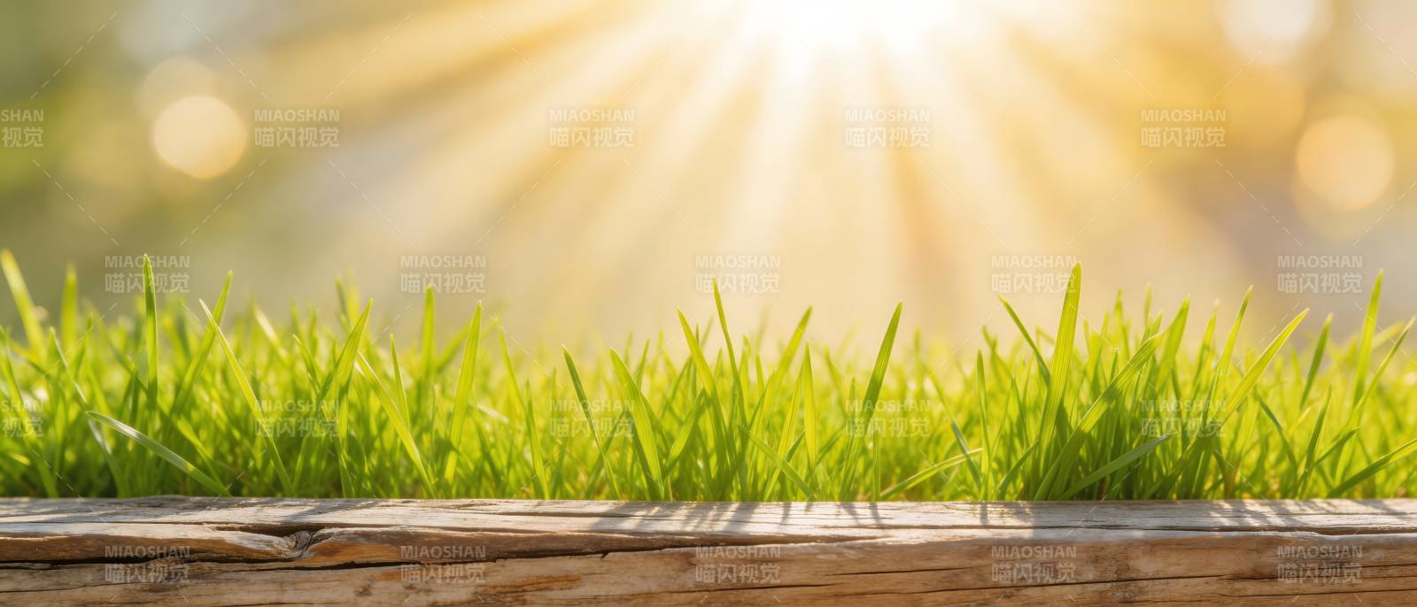 阳光洒落 绿草如茵图片