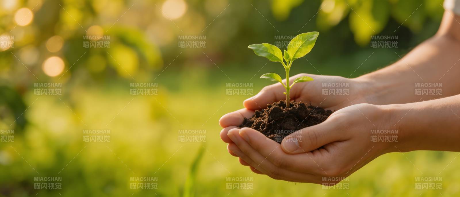 双手捧苗 孕育希望图片