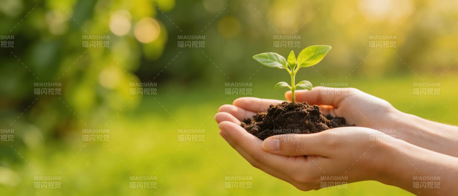 双手捧绿苗 希望正生长图片