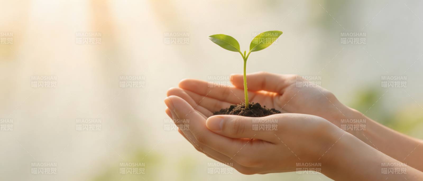 双手捧绿苗 希望初生长图片