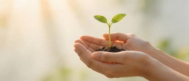 双手捧绿苗 希望初生长图片