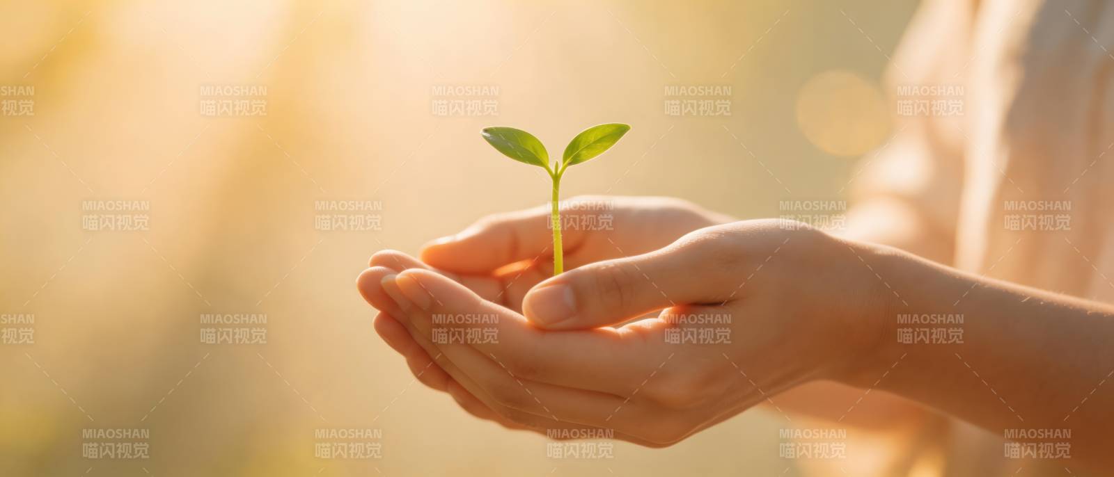 双手托起希望之苗图片