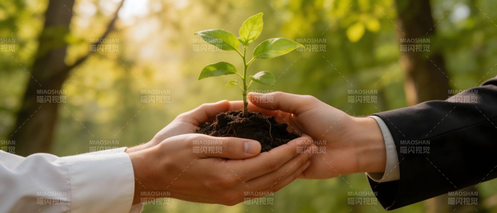 双手传递希望之苗图片