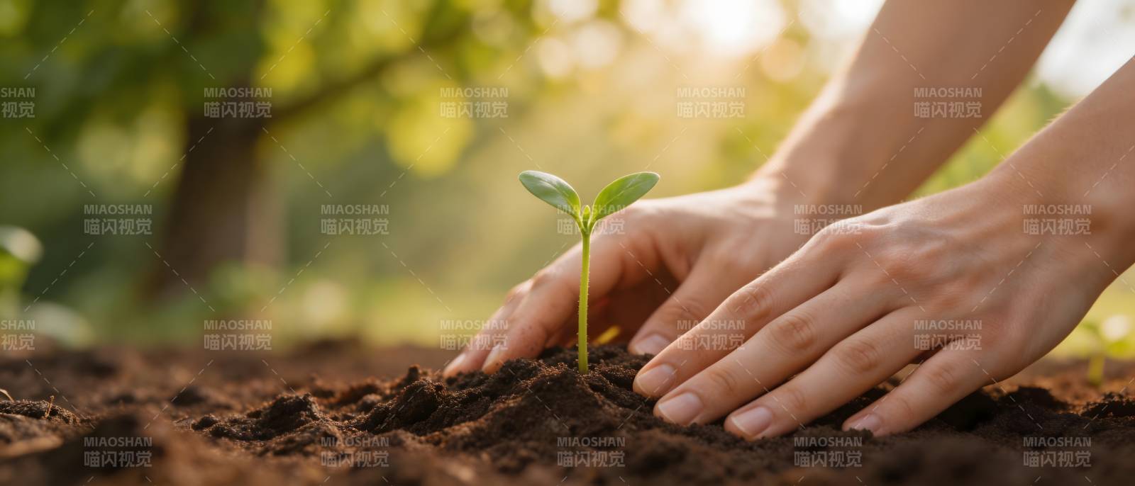 双手护苗 希望生长图片