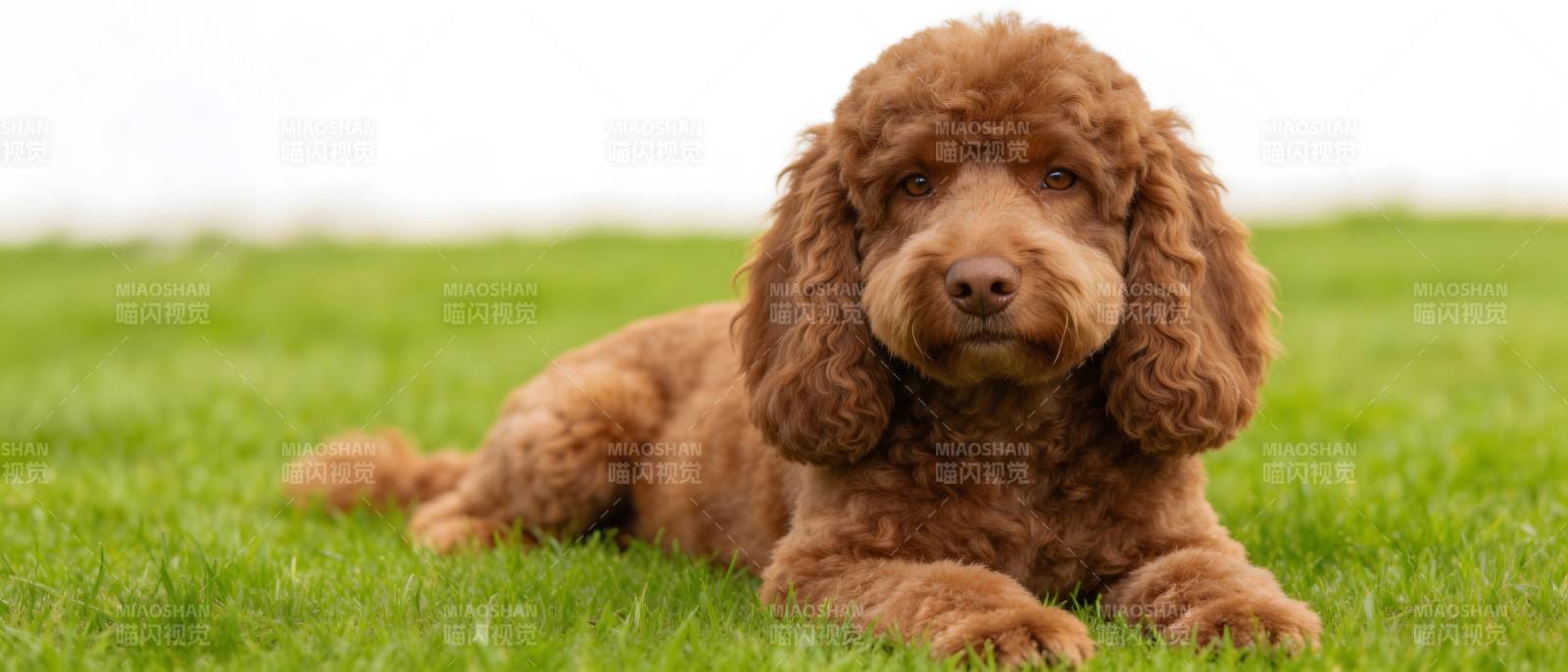 棕毛卷耳犬卧绿草间图片