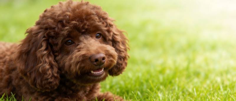 棕卷毛狗卧绿草微笑图片