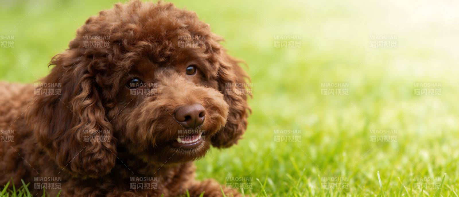 棕卷毛狗卧绿草微笑图片