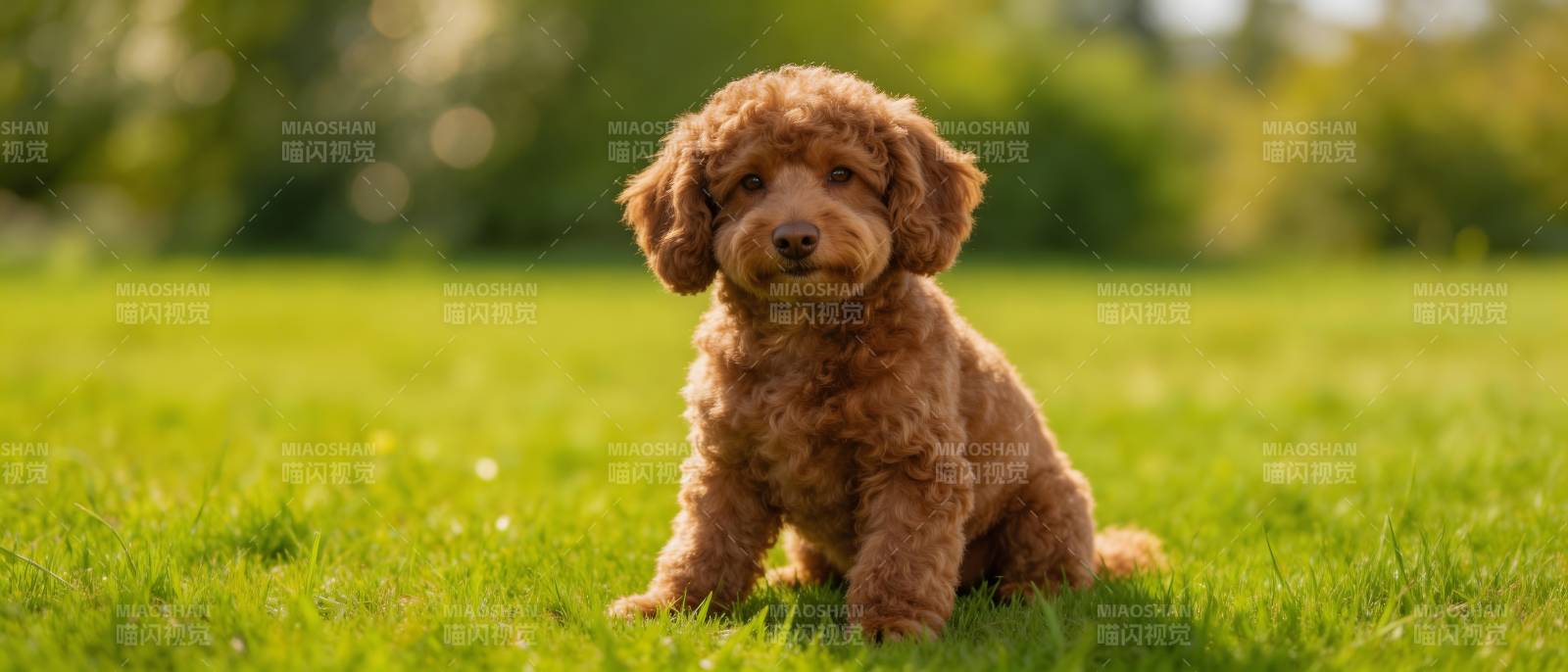 草地上的棕色卷毛小狗图片