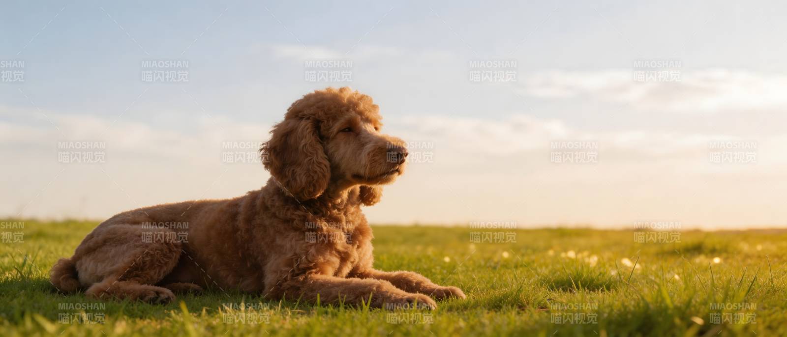 夕阳下 棕狗静卧绿野图片