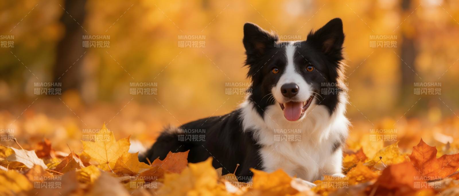 秋叶中的快乐边牧犬图片