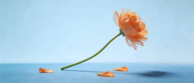 橙花轻落 静美如诗图片