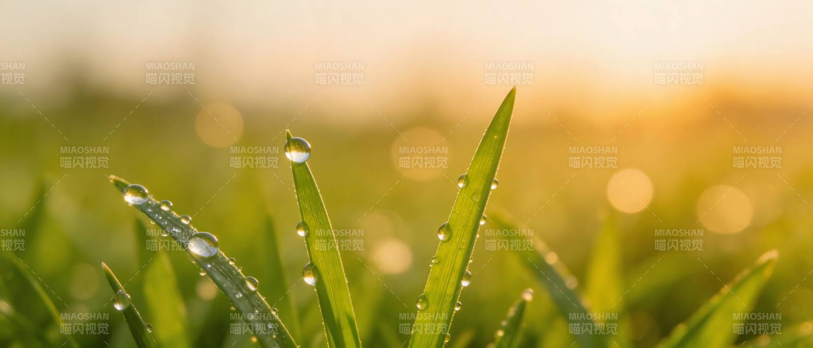 晨露映朝阳 草尖珠光闪图片