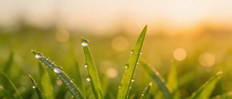 晨露映朝阳 草尖珠光闪图片