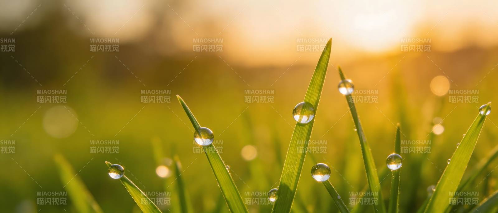 晨露映朝阳 草尖闪金光图片