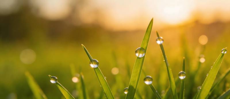 晨露映朝阳 草尖闪金光图片