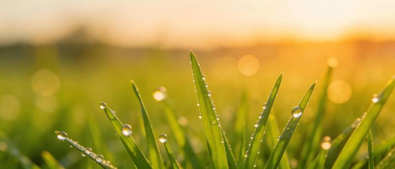 晨露映朝阳 草尖闪金光图片