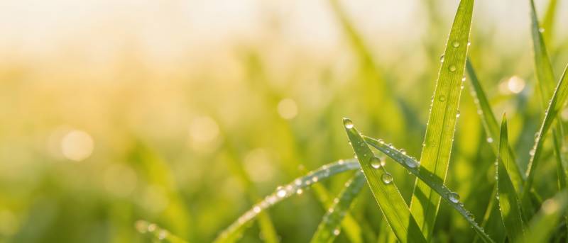 晨露映绿草 阳光暖人心图片