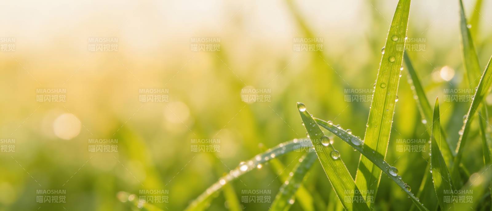 晨露映绿草 阳光暖人心图片