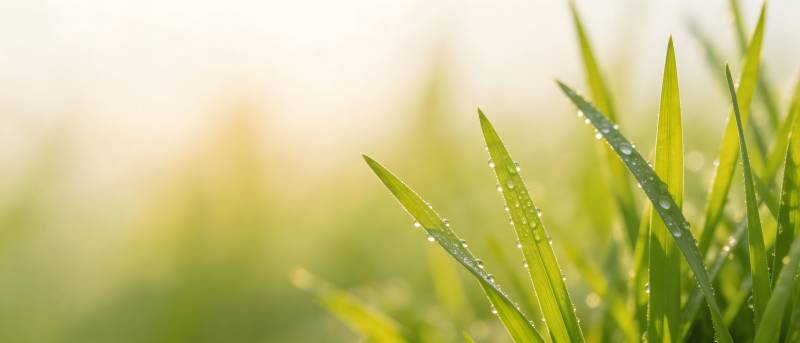晨露青草 清新自然图片
