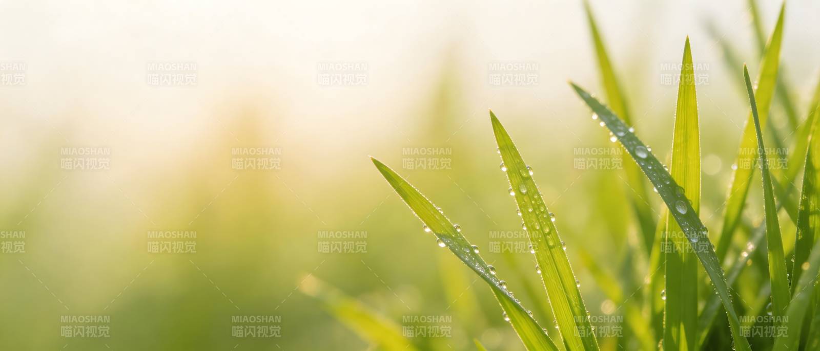 晨露青草 清新自然图片