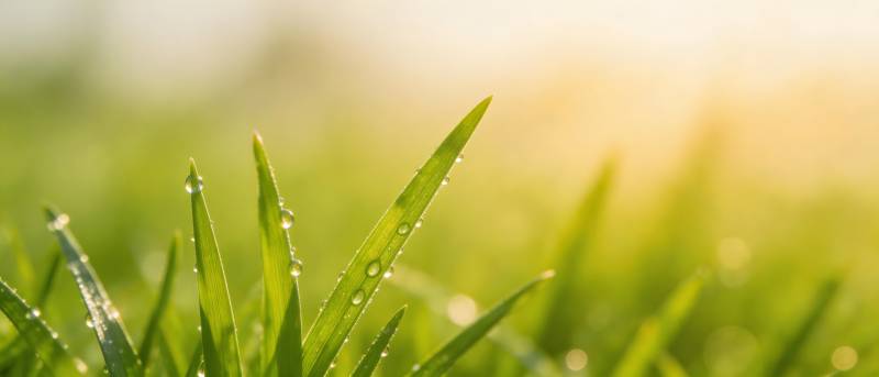 晨露缀绿草 阳光暖人心图片