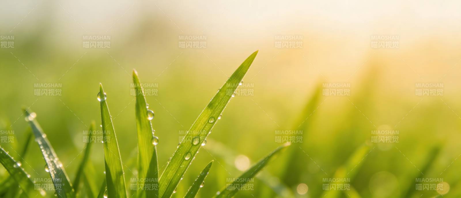 晨露缀绿草 阳光暖人心图片