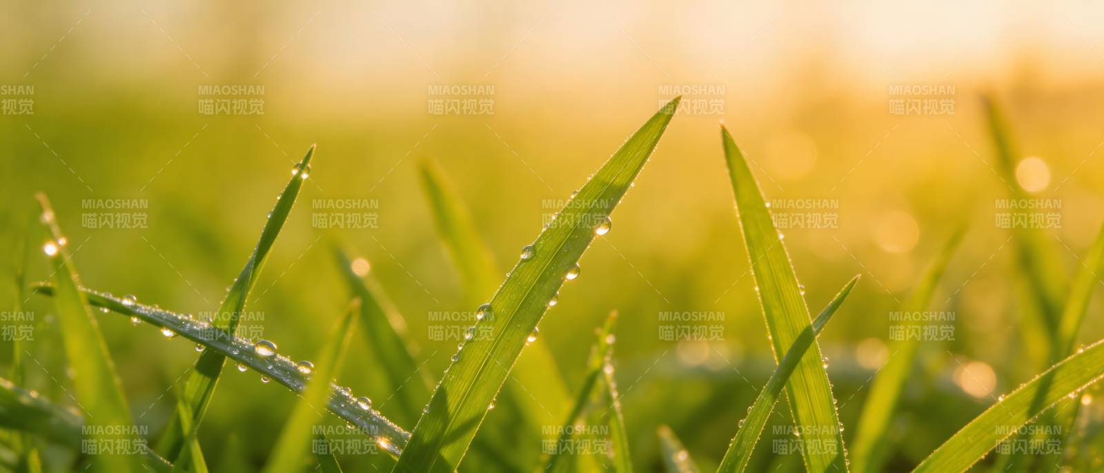 晨露草尖 金光微漾图片