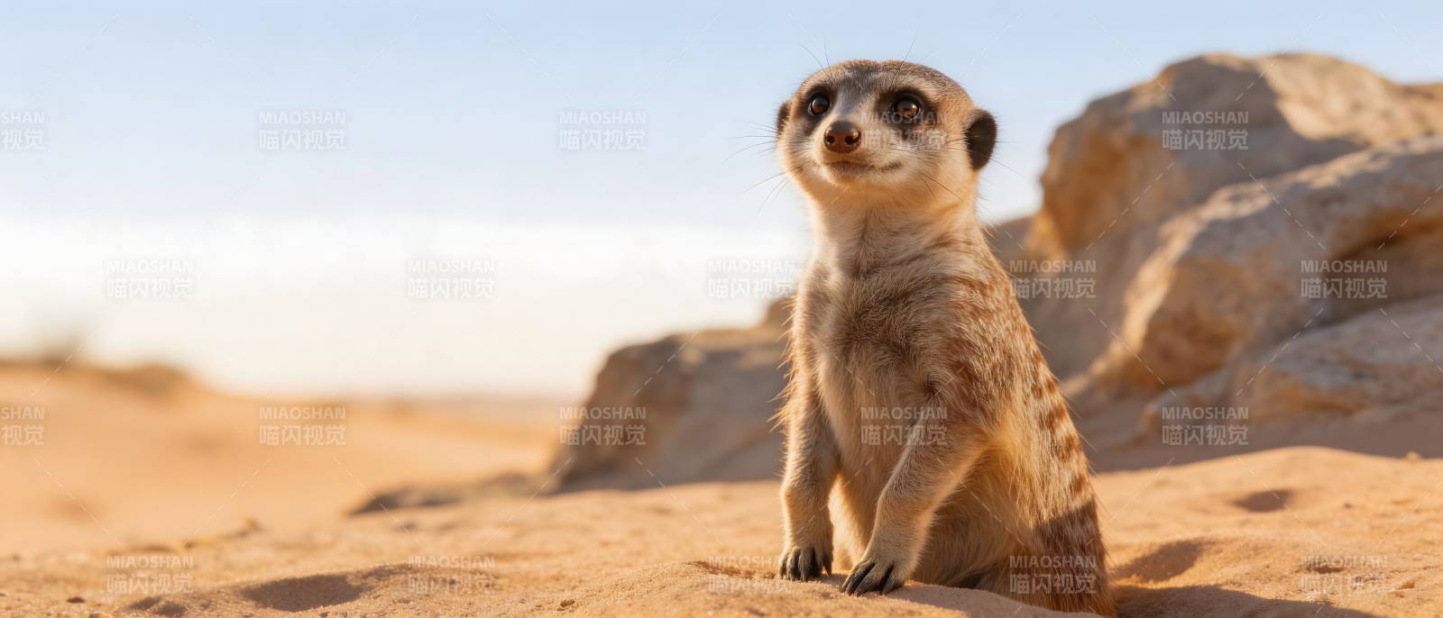 沙漠哨兵 狐獴警觉守望图片