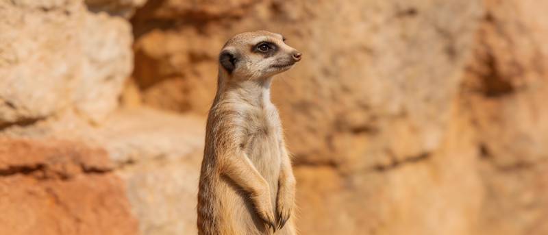 狐獴警觉望远方图片