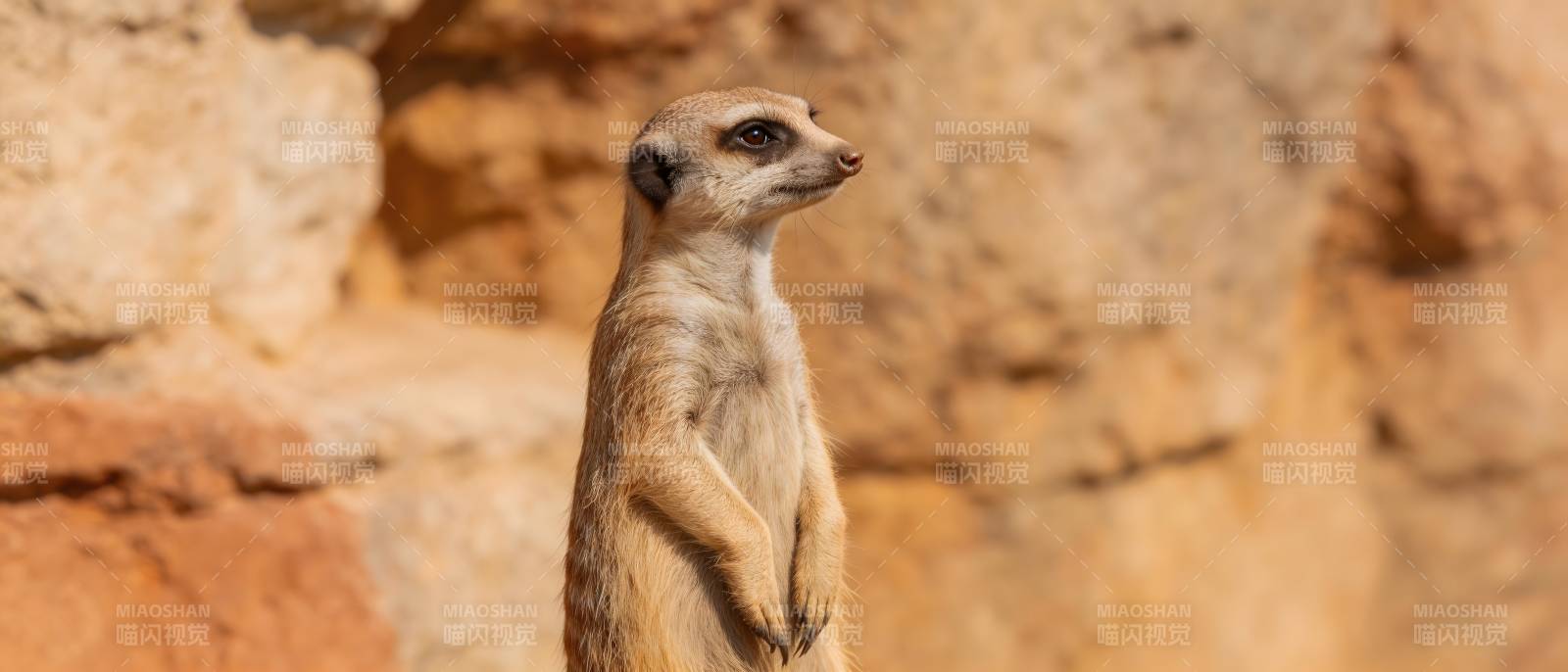 狐獴警觉望远方图片