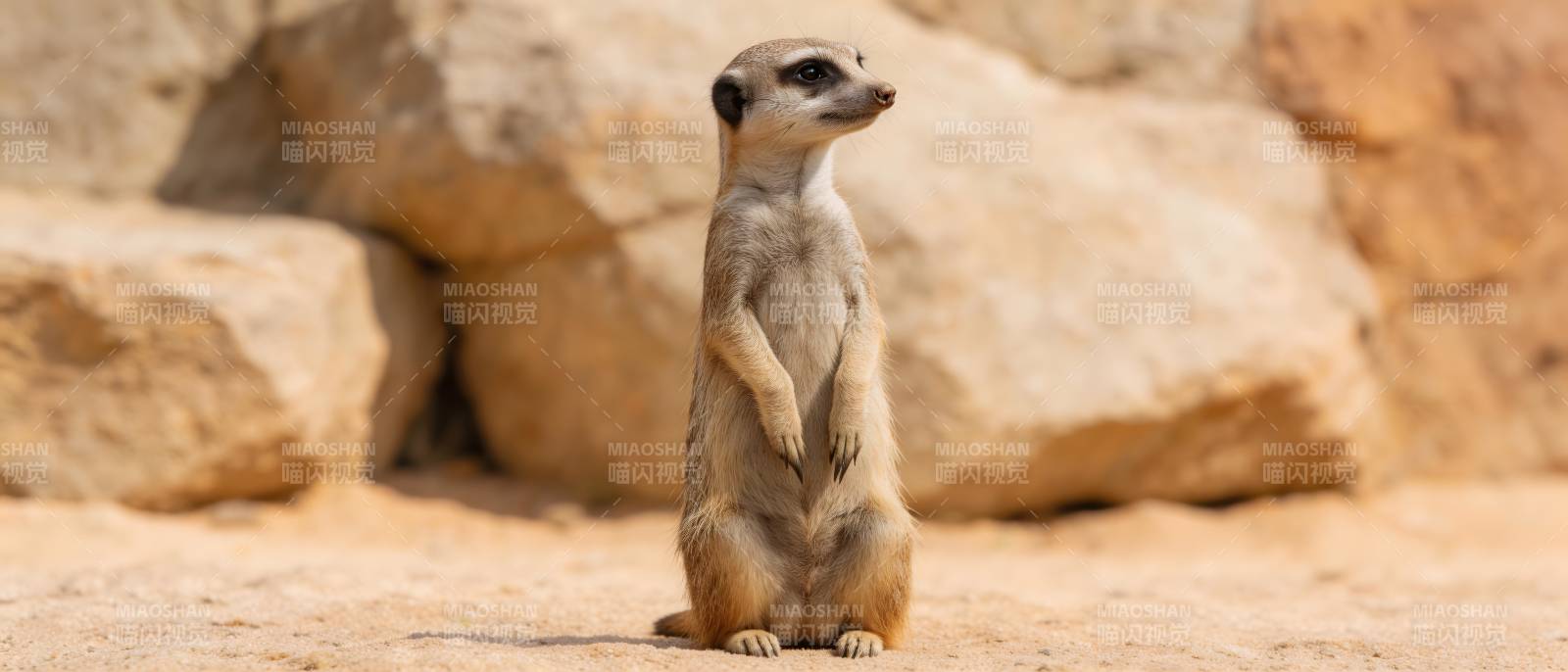 狐獴站立望远方图片