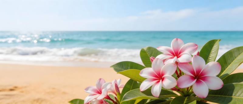 海边粉花 夏日浪漫风情图片