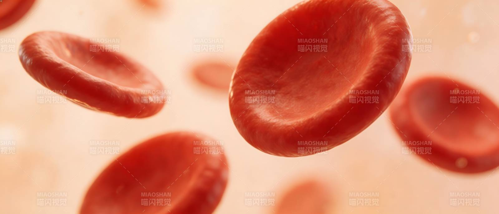 红细胞微观特写图图片