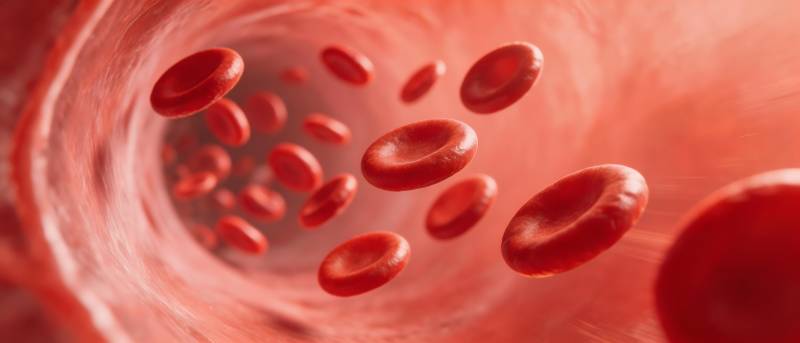 红细胞在血管中流动图片