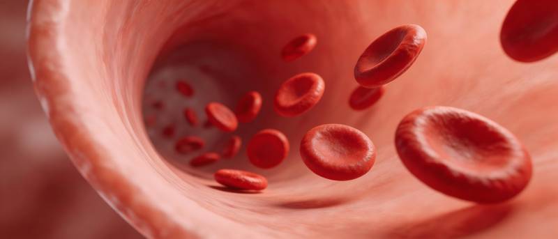 血管内红细胞流动示意图图片