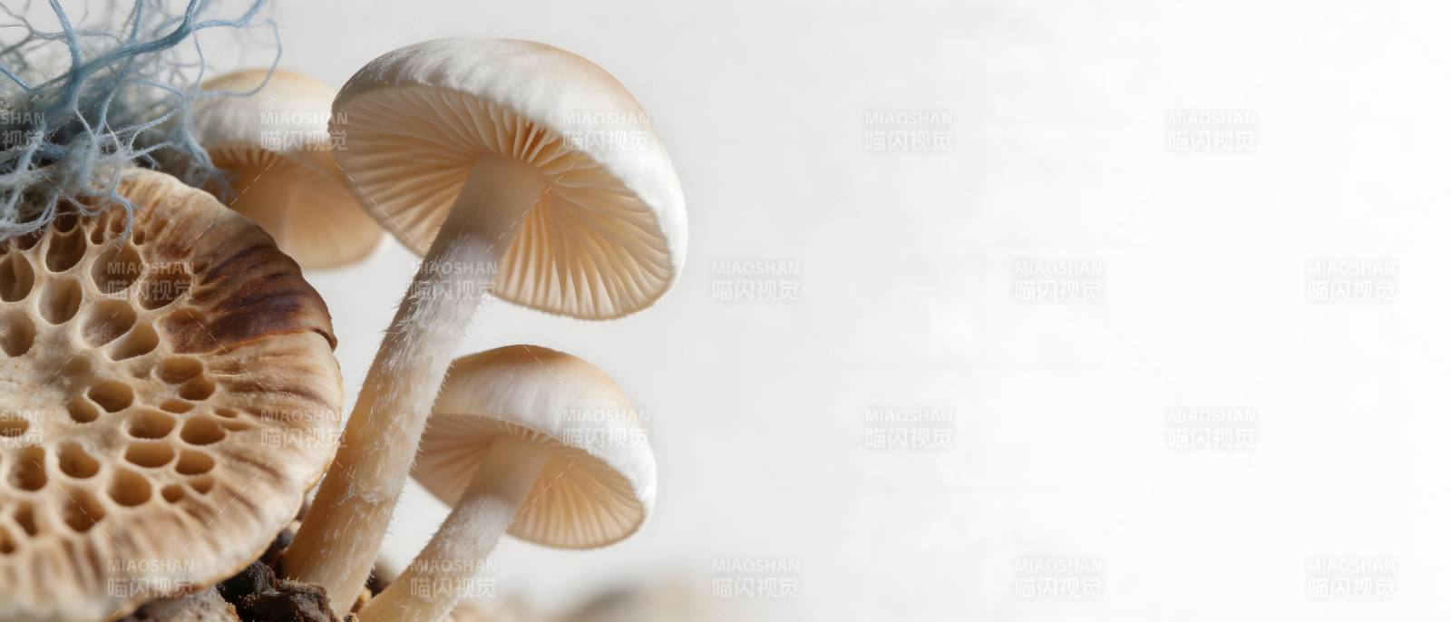 鲜菇特写 自然之美图片