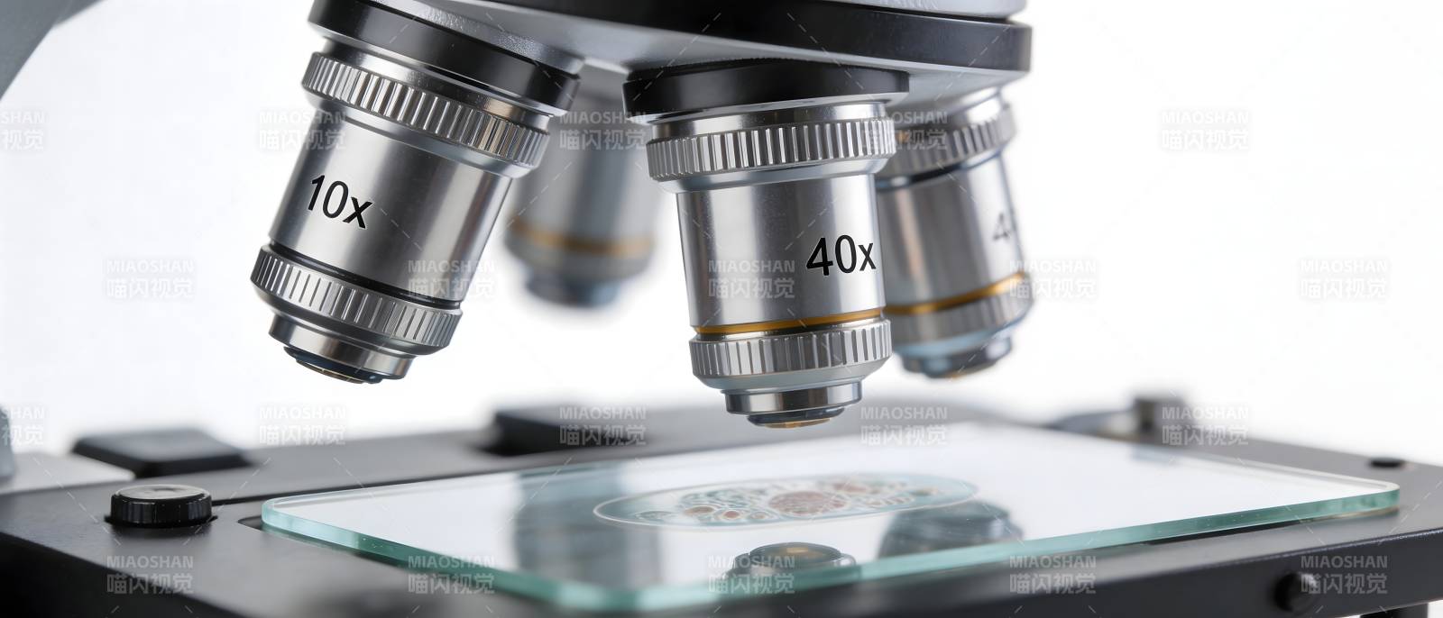 显微镜下的微观世界图片