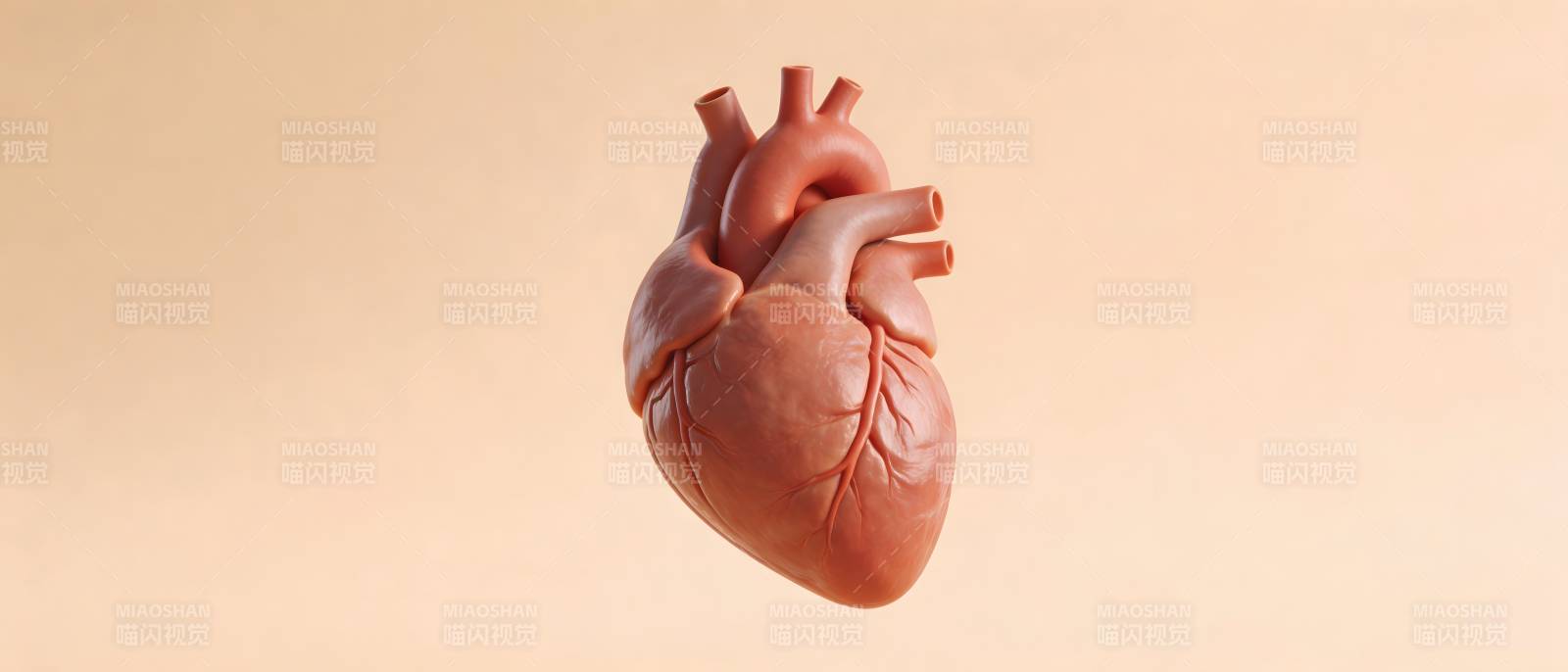 人体心脏D模型图图片