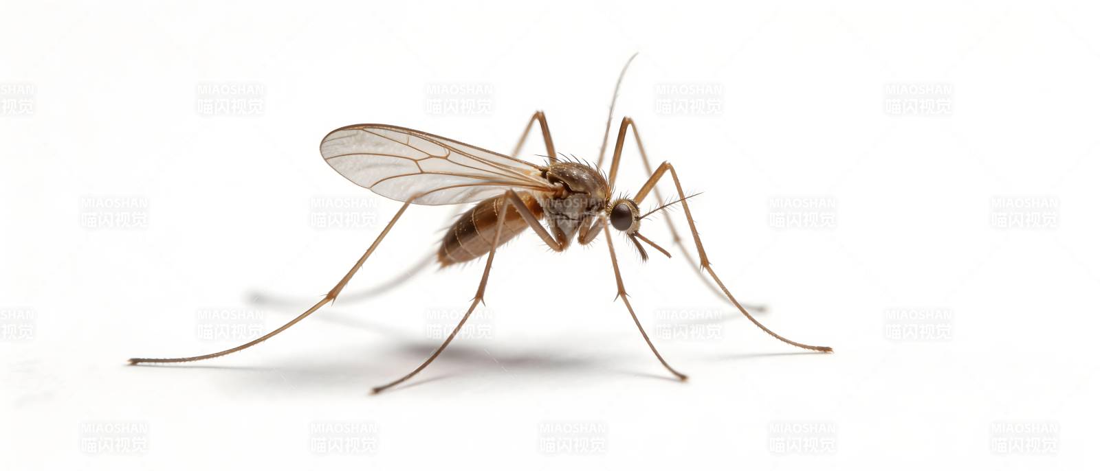 蚊子特写 白色背景图片