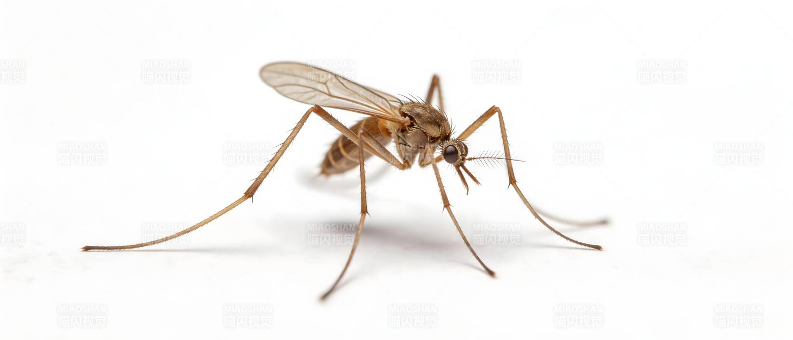 蚊子特写 白色背景清晰呈现图片